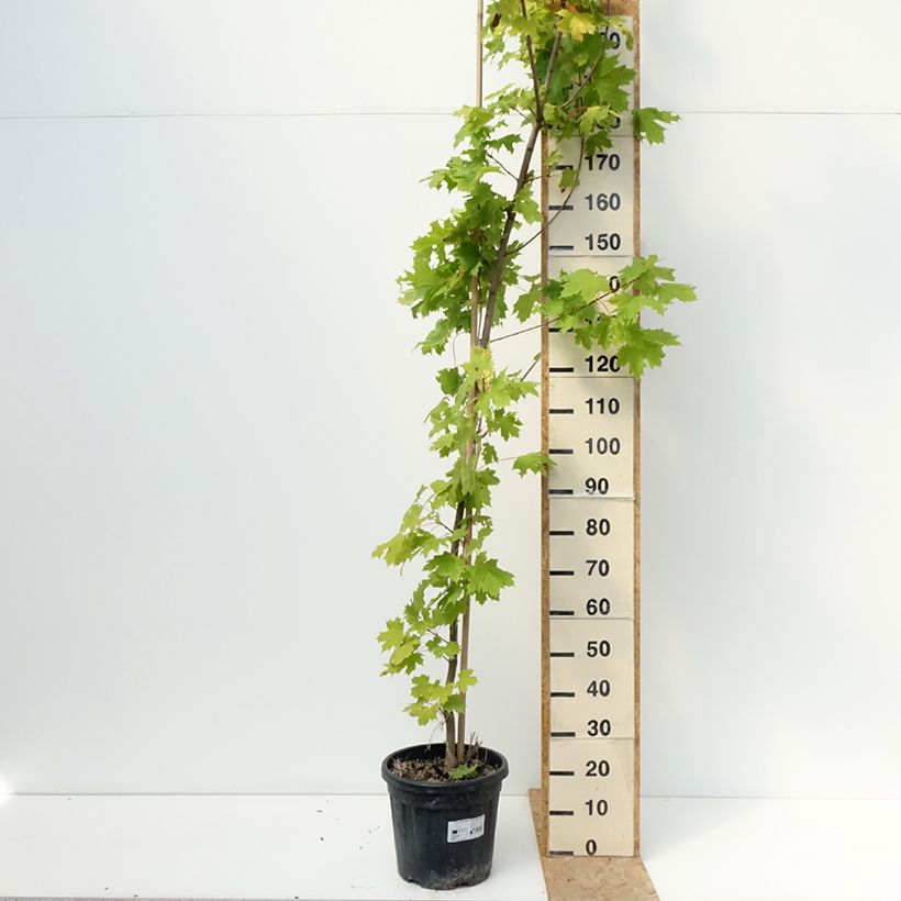 Exemplaar van Acer platanoides Princeton Gold - Noorse esdoorn Pot van 20 l/25 l, Stengel zoals geleverd in de zomer