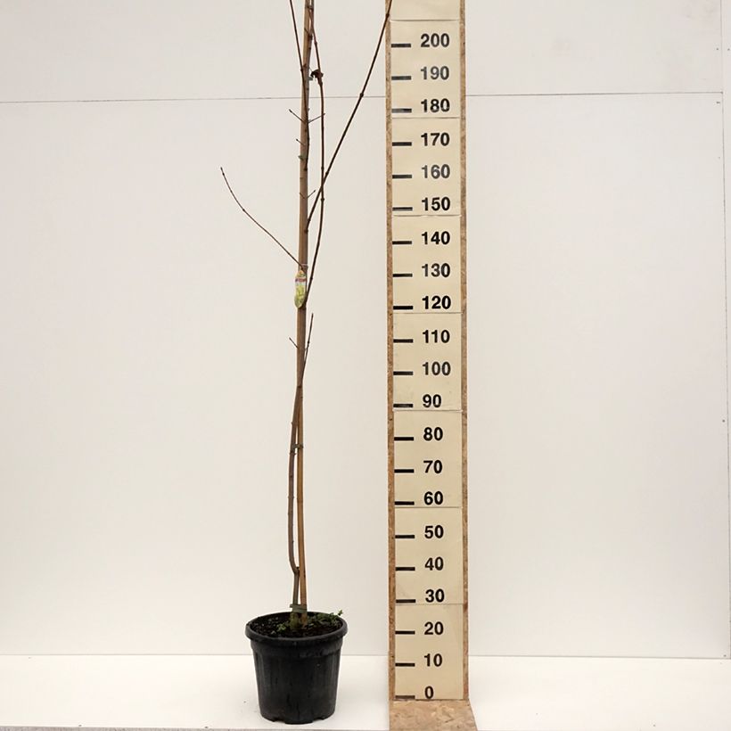 Exemplaar van Acer platanoides Princeton Gold - Noorse esdoorn Pot van 20 l/25 l, Stengel zoals geleverd in de winter