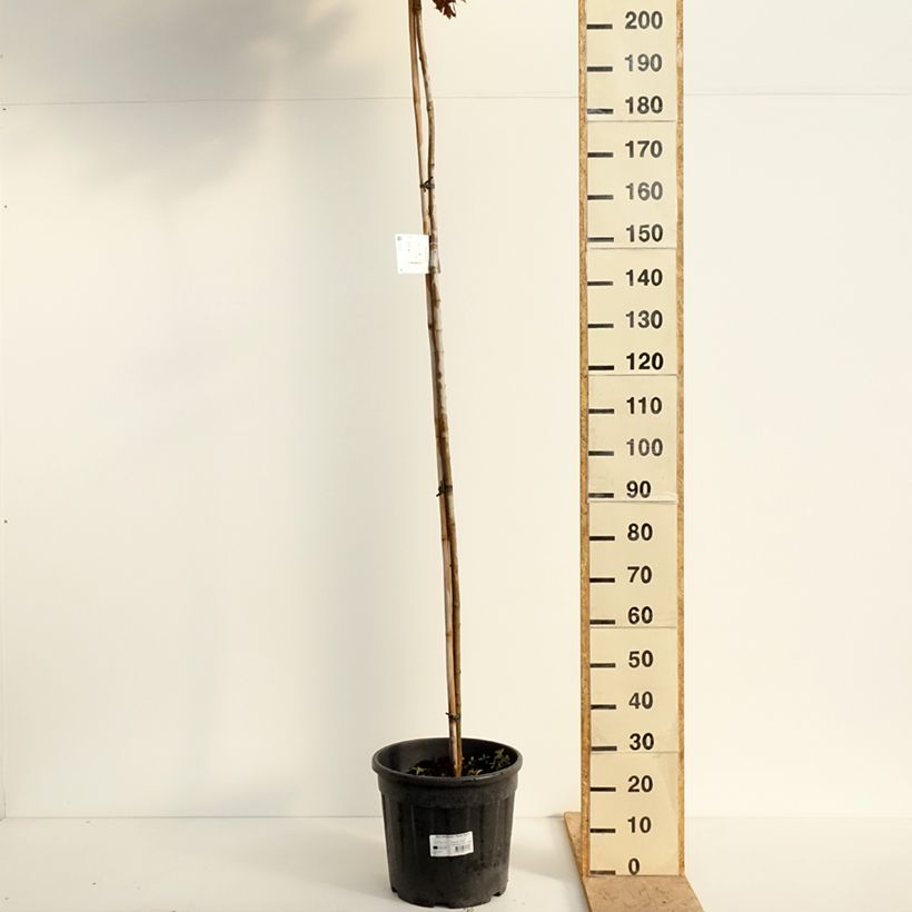 Exemplaar van Acer platanoides Purple Globe - Noorse esdoorn Pot van 20 l/25 l, Hoogstam zoals geleverd in de lente