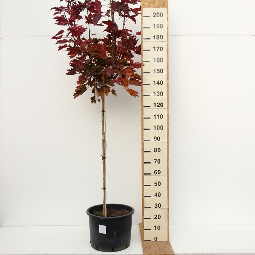 Exemplaar van Acer platanoides Purple Globe - Noorse esdoorn Pot van 20 l/25 l, Hoogstam zoals geleverd in de herfst