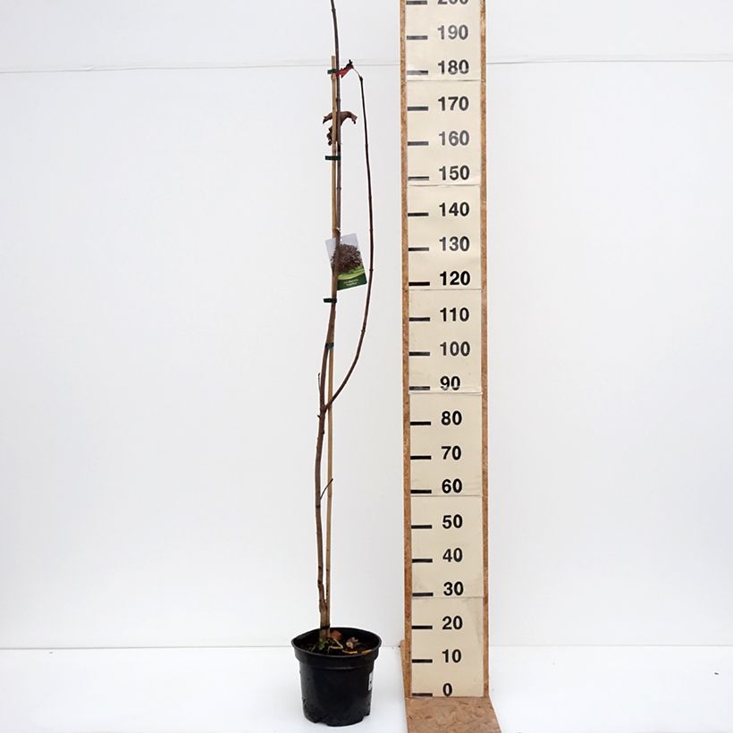 Exemplaar van Acer platanoides Royal Red - Roodbladige Noorse esdoorn Pot van 7,5 l/10 l zoals geleverd in de herfst