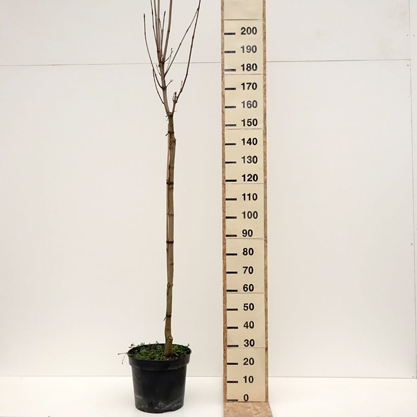 Exemplaar van Acer platanoides Stollii - Erable plane Pot de 20L/25L, Tige zoals geleverd in de winter