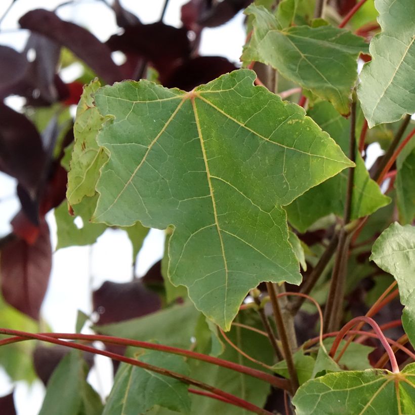 Acer platanoides Stollii - Noorse esdoorn (Blad)