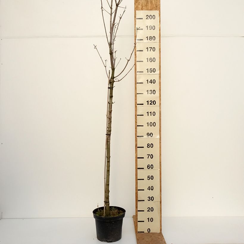 Exemplaar van Acer platanoides Stollii - Noorse esdoorn Pot van 20 l/25 l, Stengel zoals geleverd in de herfst
