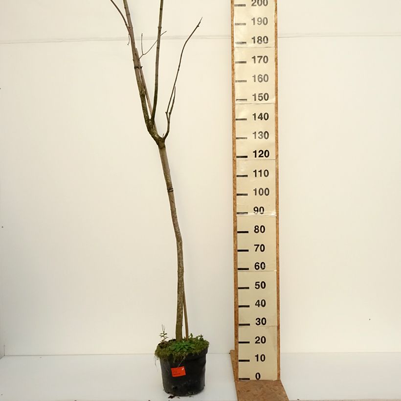 Exemplaar van Acer platanoides Tharandt - Noorse esdoorn Pot van 12 l/15 l, Stengel zoals geleverd in de herfst