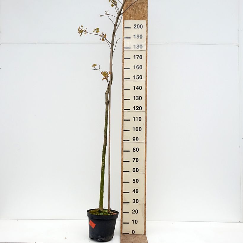 Exemplaar van Acer platanoides Tharandt - Noorse esdoorn Pot van 12 l/15 l, Stengel zoals geleverd in de lente