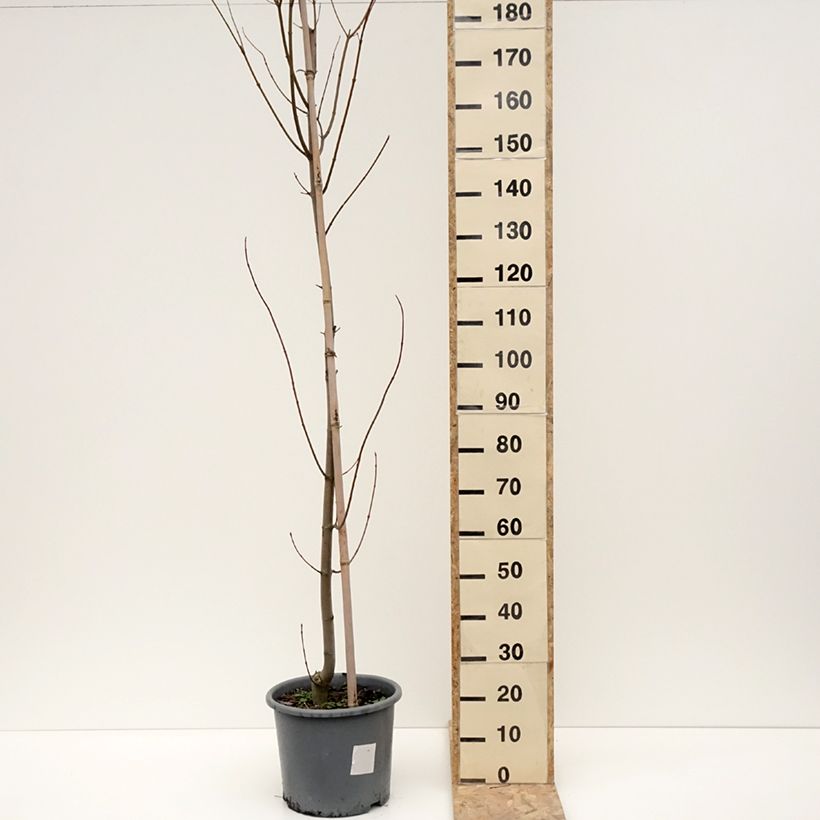 Exemplaar van Acer rubrum Armstrong - Freemans esdoorn Pot van 12 l/15 l, Kroonhoogte zoals geleverd in de winter