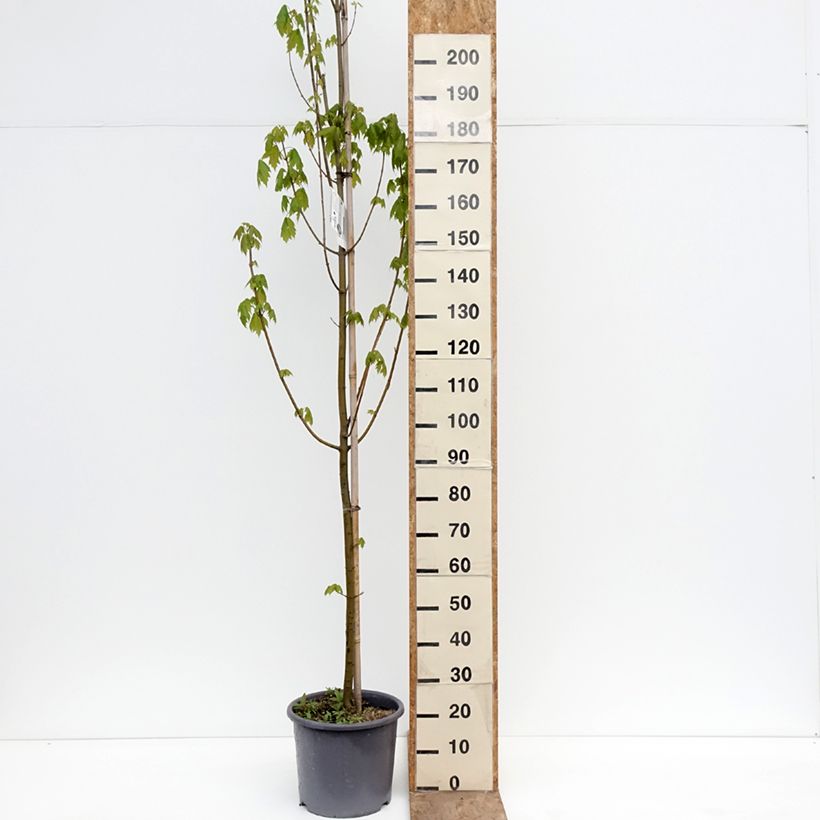 Exemplaar van Acer rubrum Armstrong - Freemans esdoorn Pot van 12 l/15 l, Kroonhoogte zoals geleverd in de lente