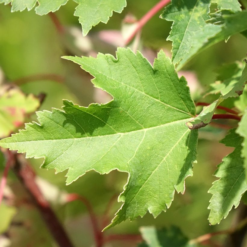 Acer rubrum Armstrong Gold - Rode esdoorn (Blad)