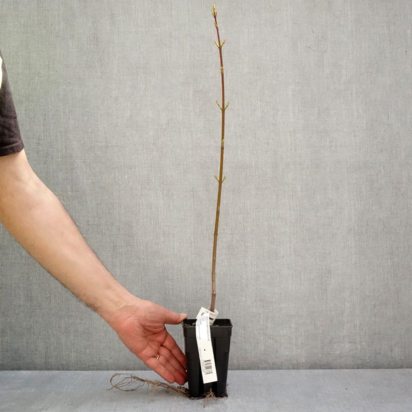 Exemplaar van Acer rubrum Armstrong Gold - Rode esdoorn Pot van 1 l/1,5 l zoals geleverd in de lente