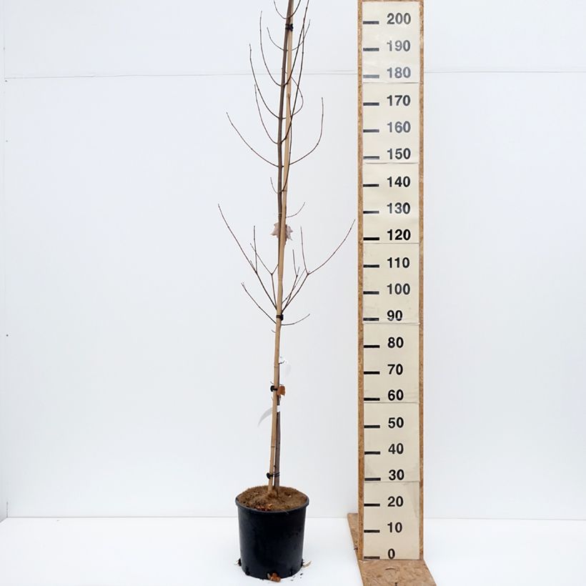 Exemplaar van Acer rubrum Fairview Flame - Rode esdoorn Pot van 12 l/15 l zoals geleverd in de herfst