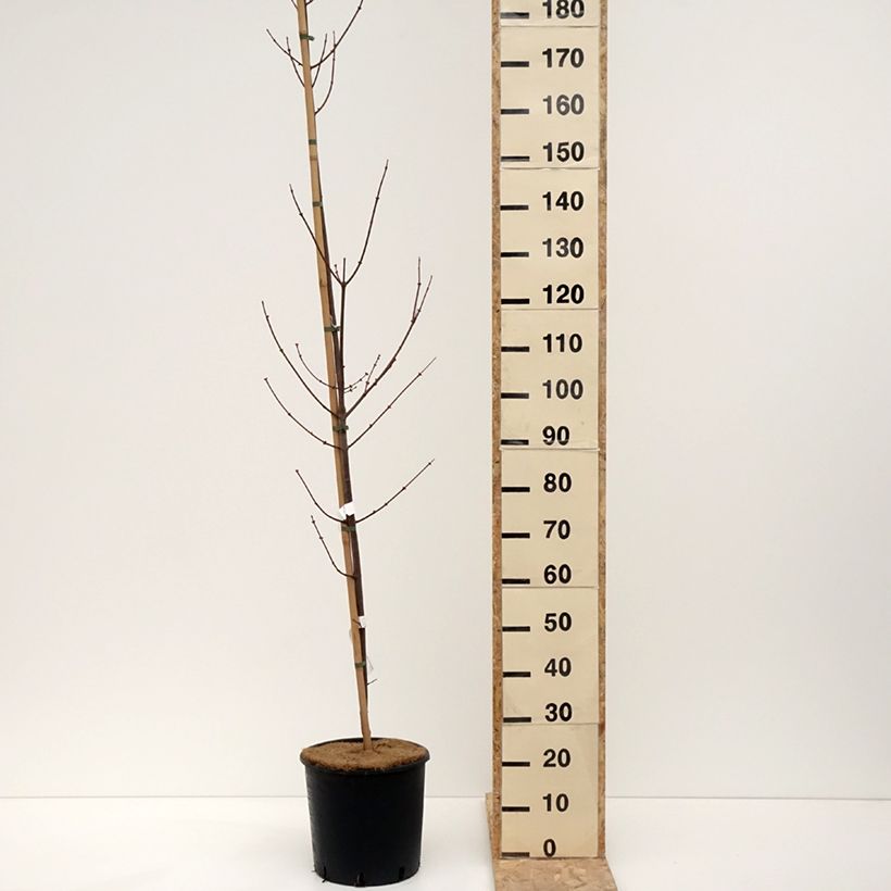 Exemplaar van Acer rubrum Fairview Flame - Rode esdoorn Pot van 12 l/15 l zoals geleverd in de winter