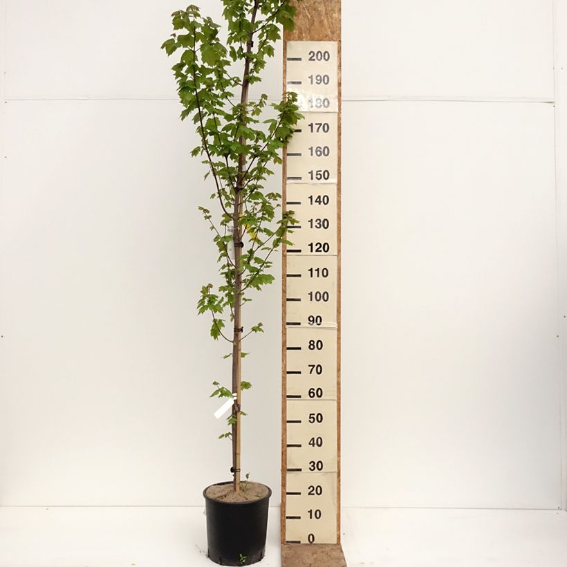 Exemplaar van Acer rubrum Fairview Flame - Rode esdoorn Pot van 12 l/15 l zoals geleverd in de lente