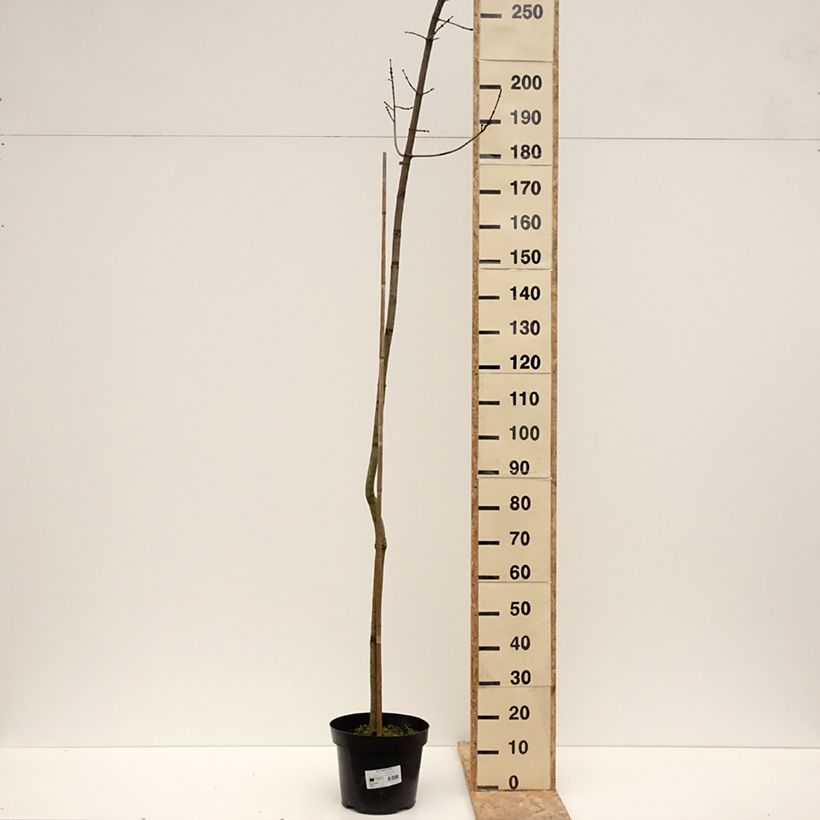 Exemplaar van Acer rubrum Sekka - Rode esdoorn Pot van 4 l/5 l zoals geleverd in de winter