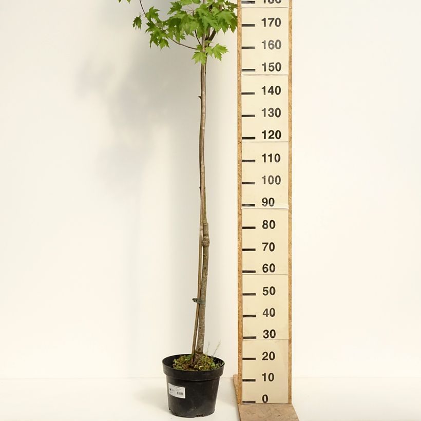 Exemplaar van Acer rubrum Sekka - Rode esdoorn Pot van 4 l/5 l zoals geleverd in de lente