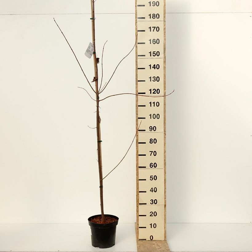 Exemplaar van Acer rubrum Somerset - rode esdoorn Pot van 7,5 l/10 l zoals geleverd in de winter