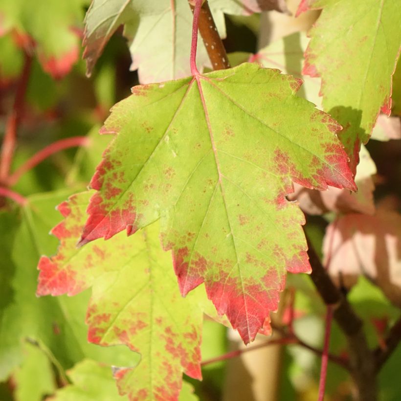 Acer rubrum Sun Valley - Rode esdoorn (Blad)