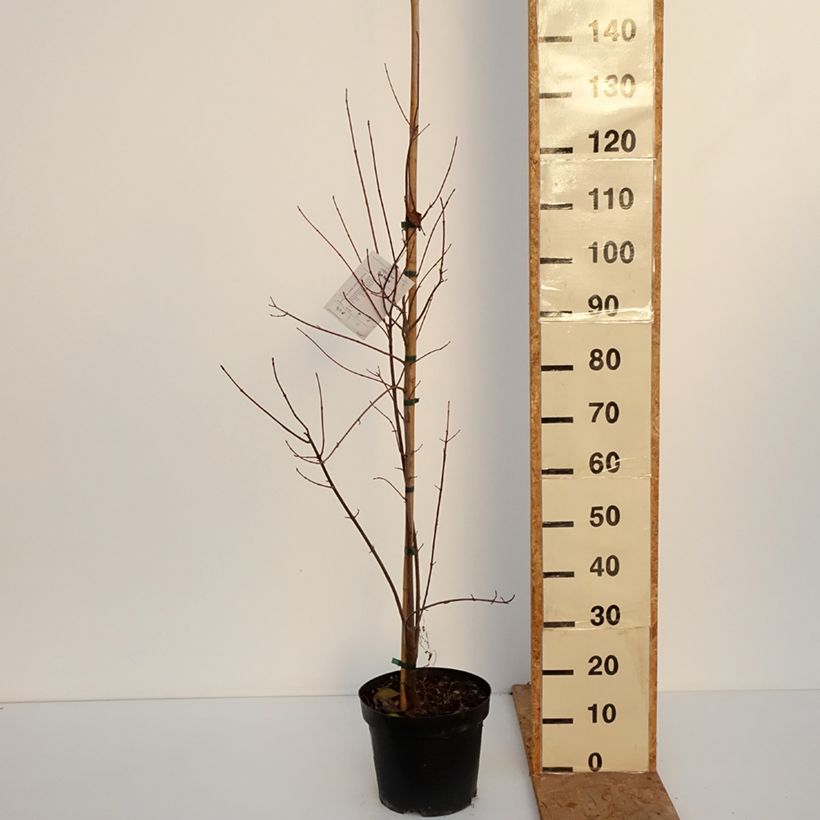Exemplaar van Acer rubrum Sun Valley - Rode esdoorn Pot van 7,5 l/10 l, Kroonhoogte zoals geleverd in de herfst