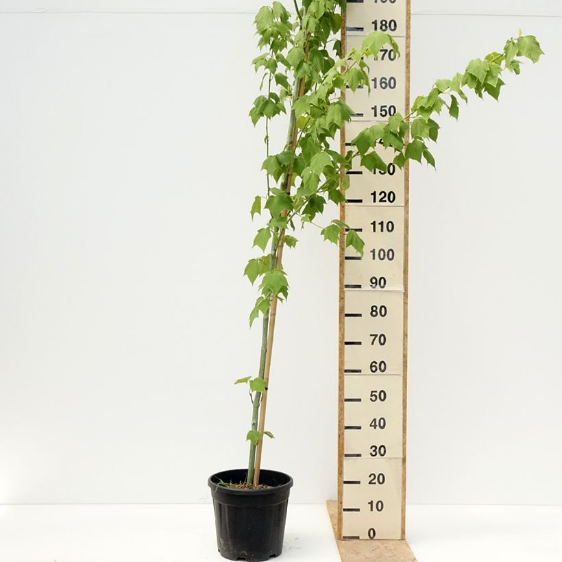 Exemplaar van Acer rufinerve Albolibatum - Erable à peau de serpent Pot van 12 l/15 l zoals geleverd in de lente