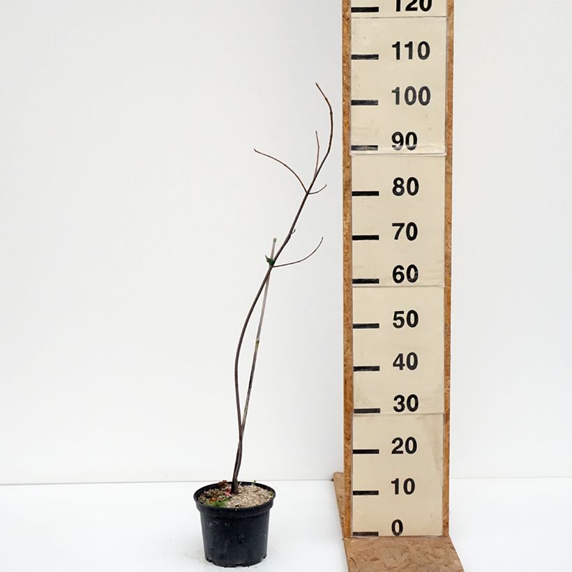 Exemplaar van Acer saccharinum Laciniatum Wieri - Zilveresdoorn Pot van 3 l/4 l zoals geleverd in de herfst