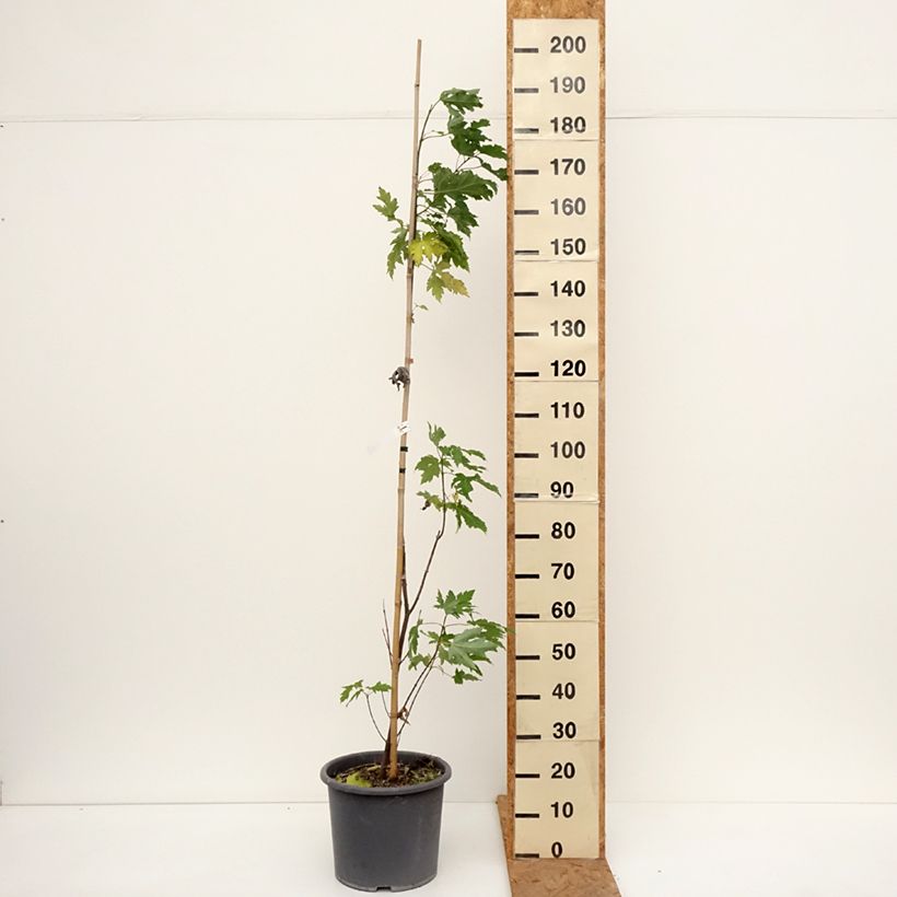 Exemplaar van Acer saccharinum Pyramidale - Zilveresdoorn Pot van 12 l/15 l zoals geleverd in de herfst