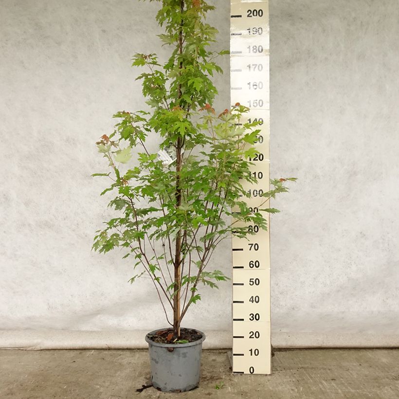 Exemplaar van Acer saccharinum Pyramidale - Zilveresdoorn Pot van 12 l/15 l zoals geleverd in de zomer