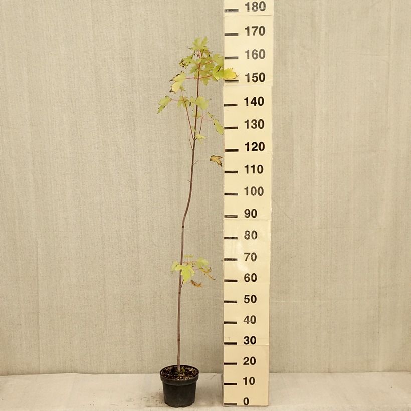Exemplaar van Acer saccharinum Pyramidale - Zilveresdoorn Pot van 3 l/4 l zoals geleverd in de herfst