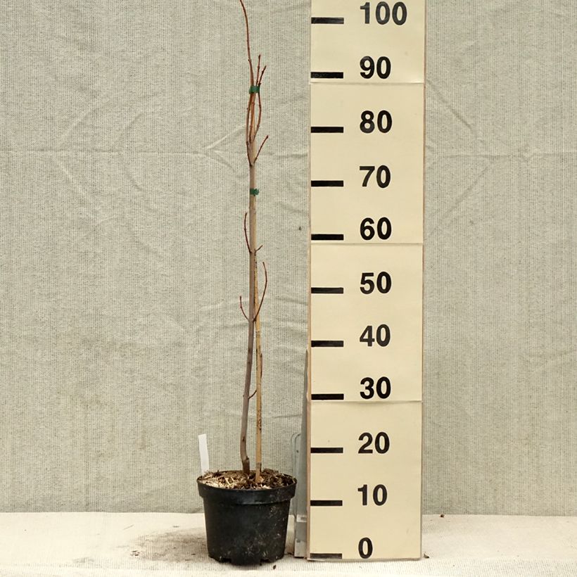 Exemplaar van Acer saccharinum Pyramidale - Zilveresdoorn Pot van 3 l/4 l zoals geleverd in de lente