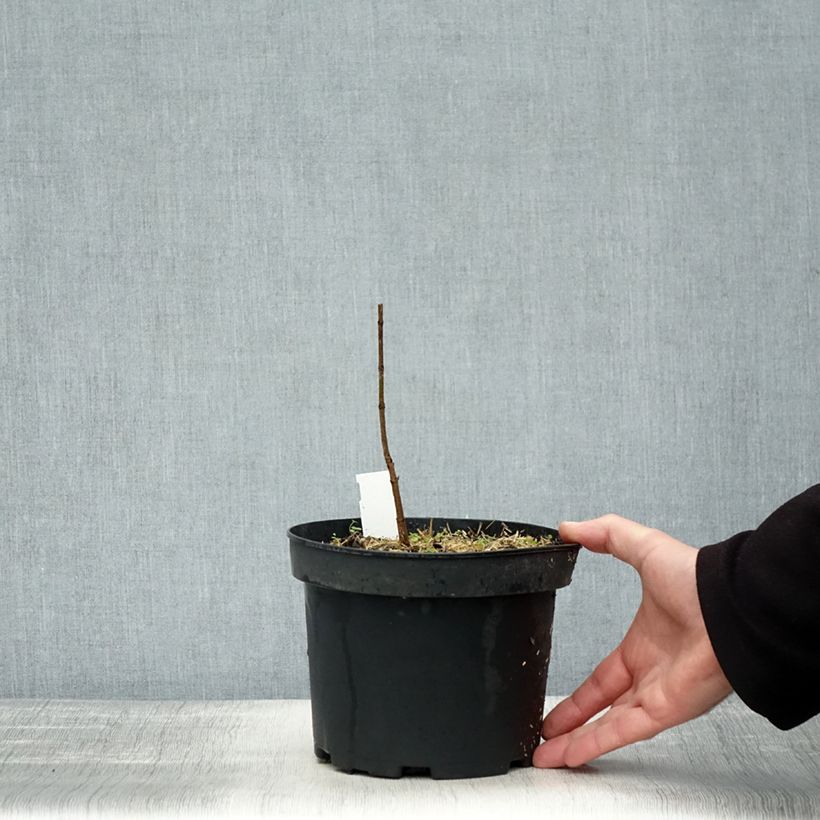 Exemplaar van Acer saccharum - Suikeresdoorn Pot van 3 l/4 l zoals geleverd in de herfst