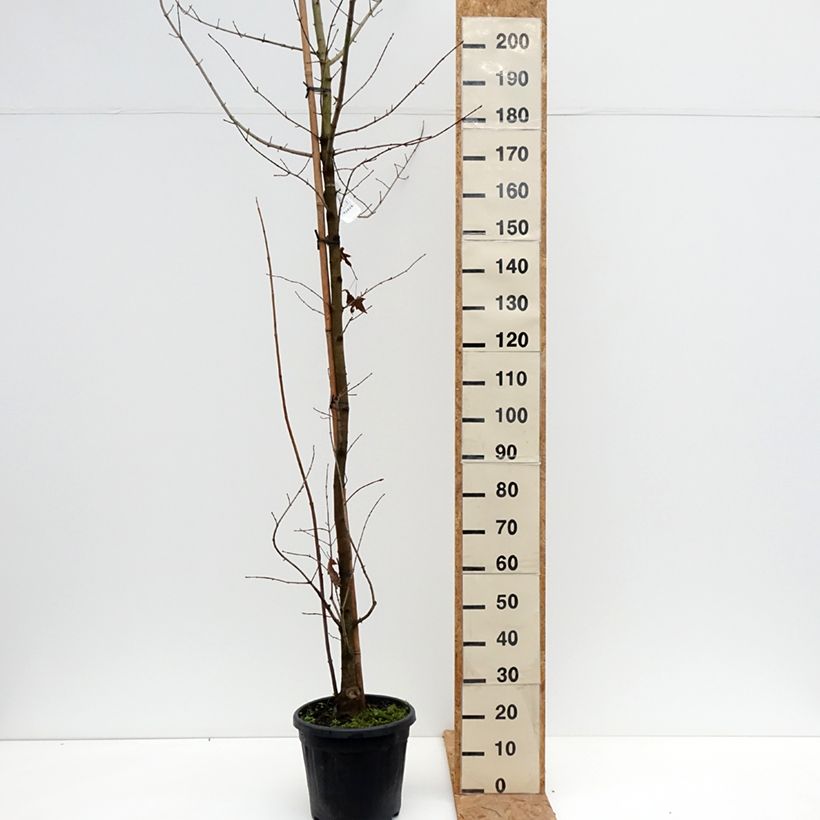Exemplaar van Acer x zoeschense Annae - Esdoorn Pot van 12 l/15 l zoals geleverd in de herfst