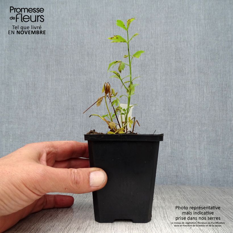Exemplaar van Levisticum officinale - Lavas Kweekpotje van 8/9 cm zoals geleverd in de herfst