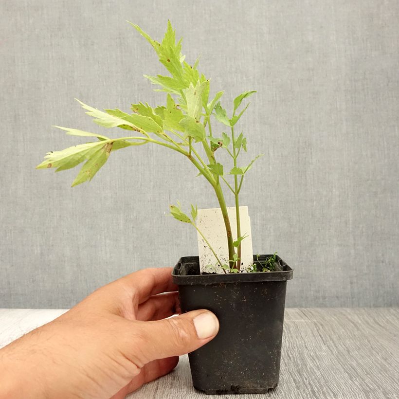 Exemplaar van Levisticum officinale - Lavas Kweekpotje van 8/9 cm zoals geleverd in de zomer