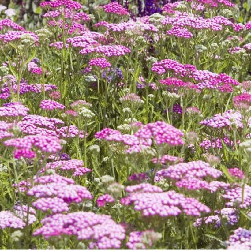 Achillea millefolium Lilac Beauty - Duizendblad (Groeiplaats)