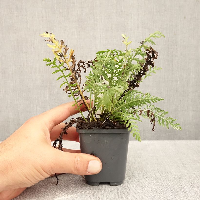 Exemplaar van Achillea clypeolata - Duizendblad Kweekpotje van 8/9 cm zoals geleverd in de herfst