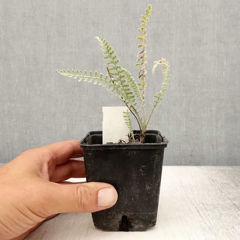 Exemplaar van Achillea clypeolata - Duizendblad Kweekpotje van 8/9 cm zoals geleverd in de zomer