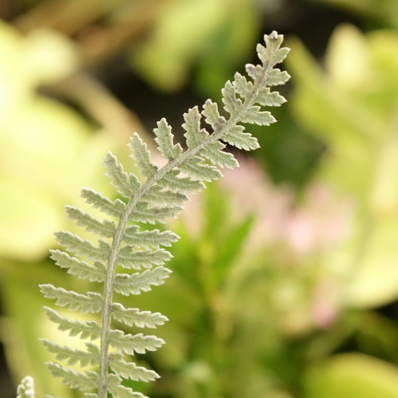 Achillea clypeolata - Duizendblad (Blad)