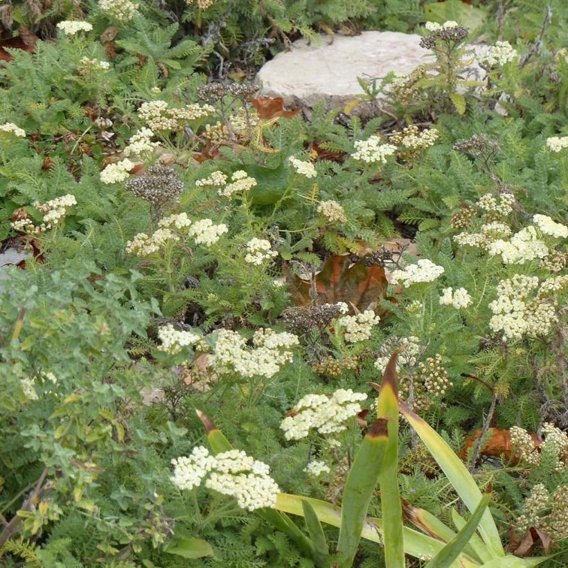 Achillea crithmifolia - Duizendblad (Groeiplaats)
