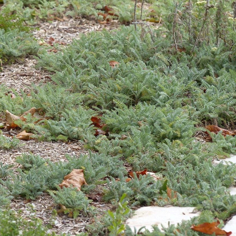 Achillea crithmifolia - Duizendblad (Blad)