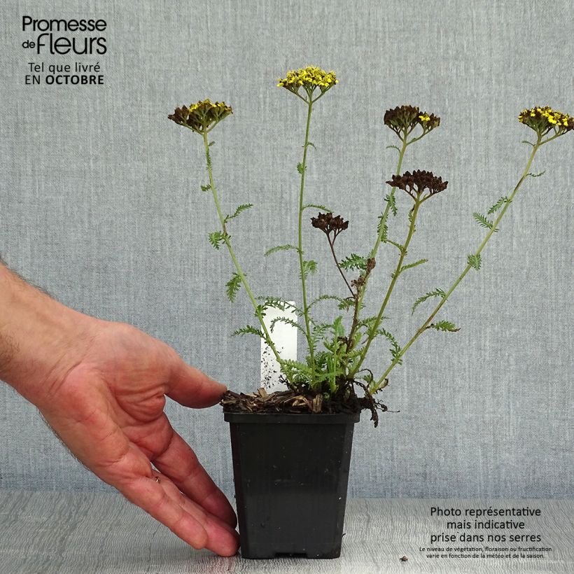 Exemplaar van Achillea hybride Little Moonshine - Duizendblad Kweekpotje van 8/9 cm zoals geleverd in de herfst