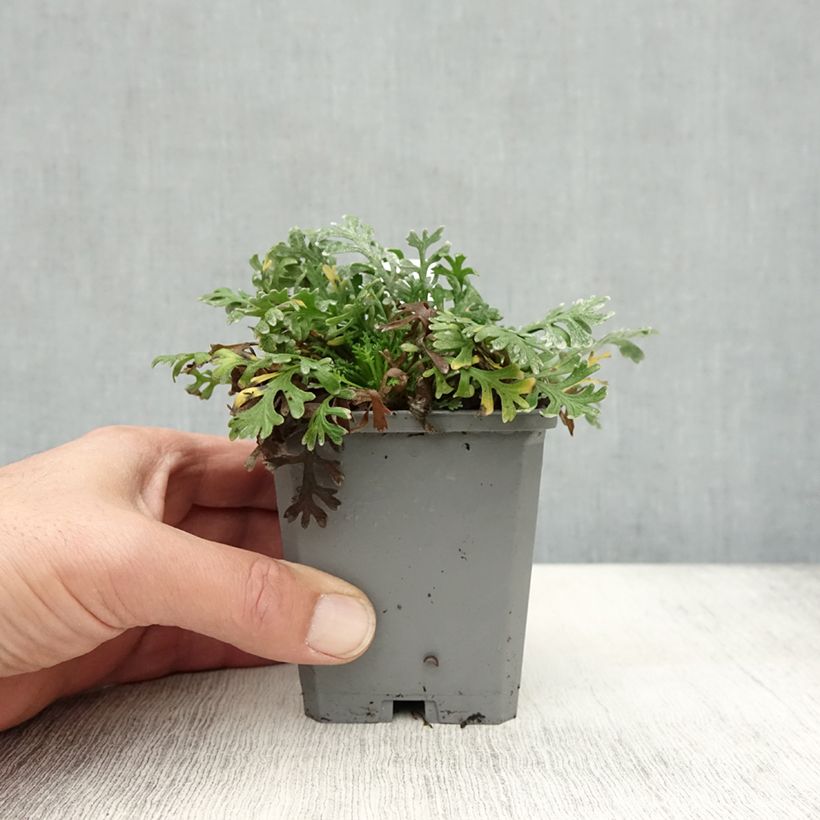 Exemplaar van Achillea kellereri - Duizendblad Kweekpotje van 8/9 cm zoals geleverd in de herfst