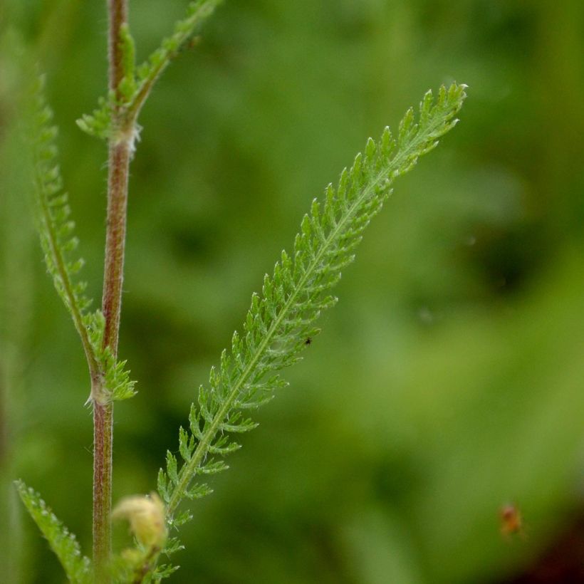 Achillea millefolium Feuerland - Duizendblad (Blad)