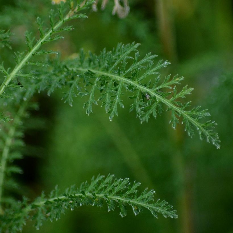 Achillea millefolium Wonderful Wampee - Duizendblad (Blad)