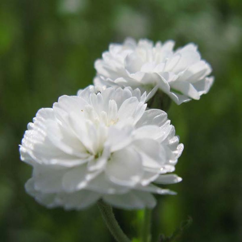 Achillea ptarmica The Pearl - Wilde bertram (Bloei)