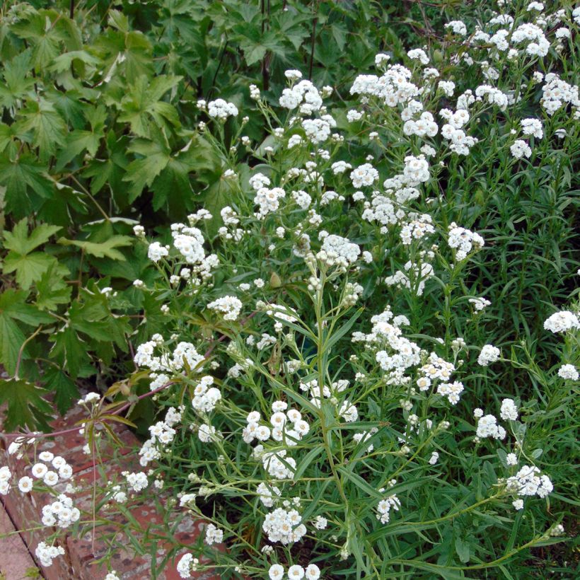 Achillea ptarmica The Pearl - Wilde bertram (Groeiplaats)