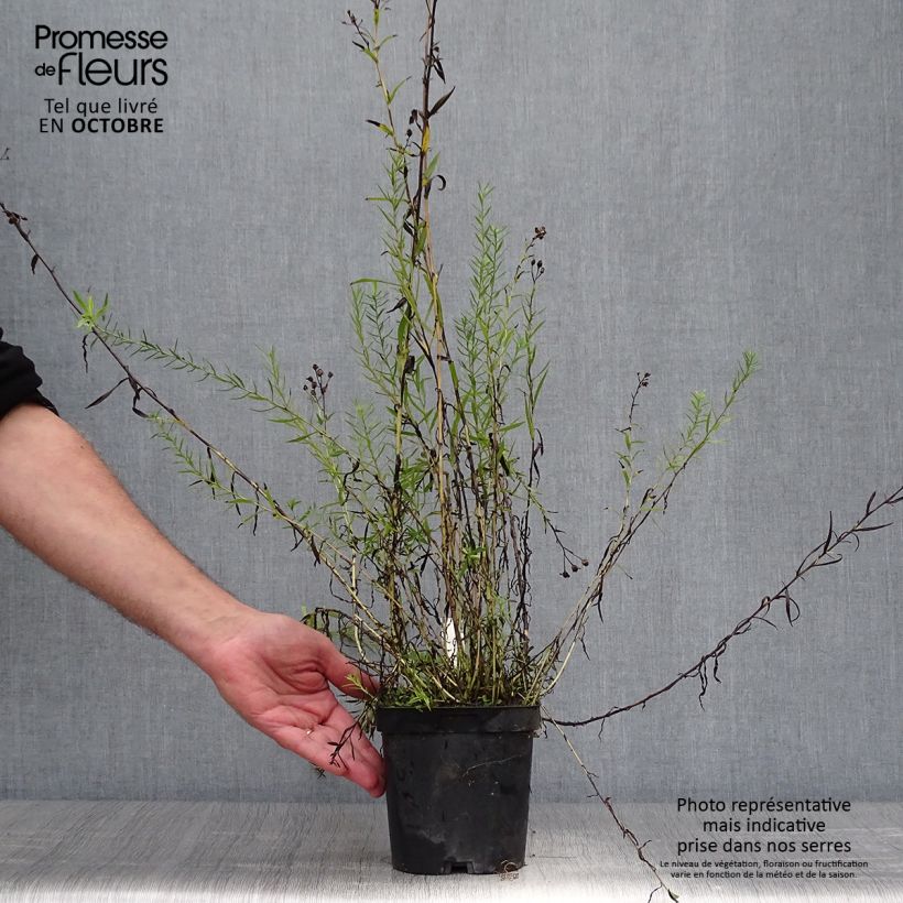 Exemplaar van Achillea ptarmica Boule de Neige - Wilde bertram Pot van 2 l/3 l zoals geleverd in de herfst