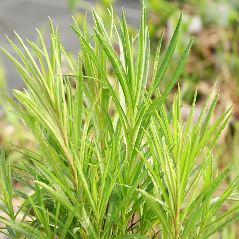 Wilde bertram - Achillea ptarmica (Blad)