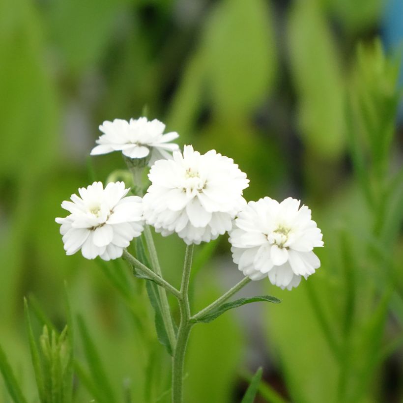 Wilde bertram - Achillea ptarmica (Bloei)