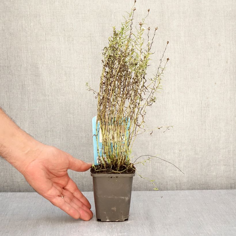 Exemplaar van Wilde bertram - Achillea ptarmica Kweekpotje van 8/9 cm zoals geleverd in de herfst