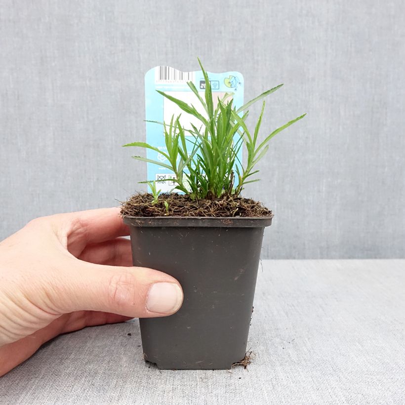 Exemplaar van Wilde bertram - Achillea ptarmica Kweekpotje van 8/9 cm zoals geleverd in de lente