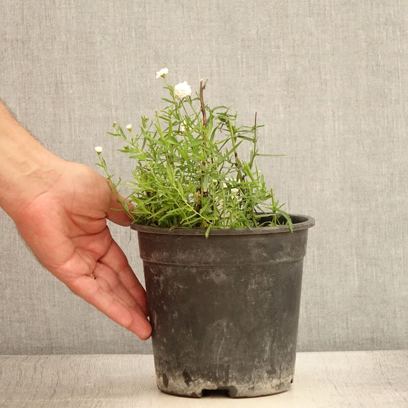 Exemplaar van Achillea ptarmica Diadem - Hemdsknoopjes Pot van 2 l/3 l zoals geleverd in de zomer